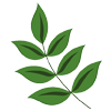 Ayurveda lifestyle illustration